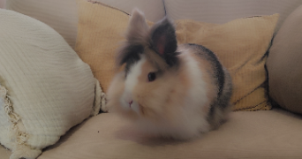 elise pet sitter à LINSELLES 59126_1