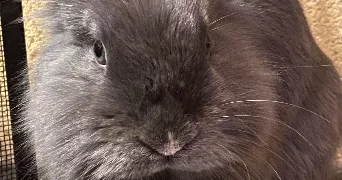 hélène pet sitter à DOUAI 59500