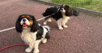 ana pet sitter à VERSAILLES 78000_1