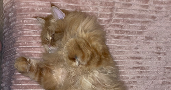 marie pet sitter à DEVILLE LES ROUEN 76250_3