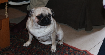 nathalie pet sitter à CHEVREUSE 78460_3