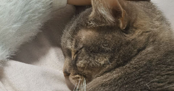 kélia pet sitter à AVIGNON 84000_2