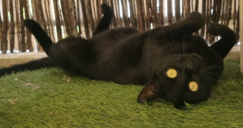 delphine pet sitter à MARSEILLE 11 13011_8