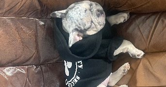 mallory pet sitter à WALTENHEIM 68510_1