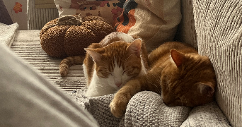 maylis cat sitter à PARIS 12 75012_0