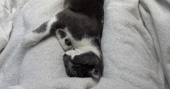 camille pet sitter à BORDEAUX 33000_1