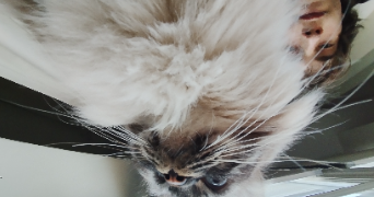 paul pet sitter à LYON 05 69005_2