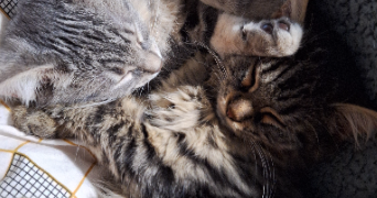 jordane pet sitter à QUETIGNY 21800_2