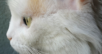 karine pet sitter à PARIS 15 75015_8