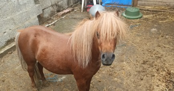 alexandra pet sitter à LANDRES 54970_6