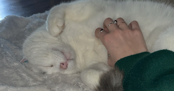 manon pet sitter à ST GUYOMARD 56460_3