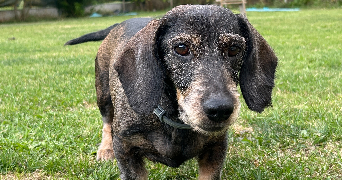 angélique pet sitter à ETREPAGNY 27150_2