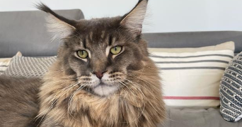 thomas pet sitter à LA FARE LES OLIVIERS 13580_2