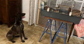 agnès pet sitter à GARDANNE 13120_2