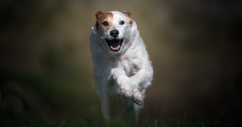 nathalie pet sitter à LA GARDE 83130_6