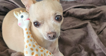 sandrine pet sitter à CLAYE SOUILLY 77410_3