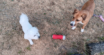 stéphanie pet sitter à MORTAGNE SUR SEVRE 85290_1