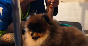 cirlene pet sitter à LE PECQ 78230_8