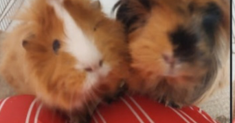 elilini pet sitter à FONTENAY SOUS BOIS 94120_1