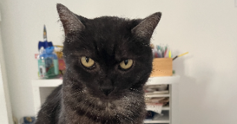 sophie pet sitter à BLAGNAC 31700_0