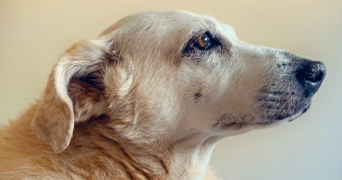 christelle dog sitter à ST ANDRE DE CUBZAC 33240_0