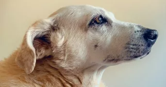 christelle dog sitter à ST ANDRE DE CUBZAC 33240