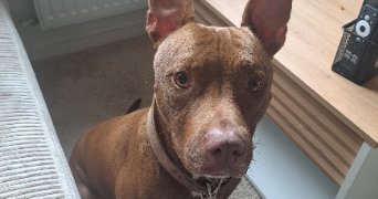 melissa pet sitter à Guichen 35580_1