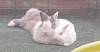 vanessa pet sitter à GRASSE 06130_3