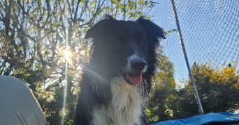 wendy pet sitter à GRAULHET 81300_4
