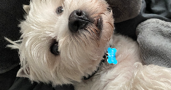 lysa pet sitter à BREST 29200_2