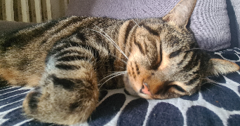 victoria pet sitter à Rosny sous bois 93110_2
