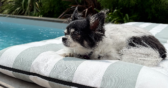 morgane pet sitter à BRUGES 33520_4