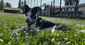 carla pet sitter à LE BIGNON 44140_2