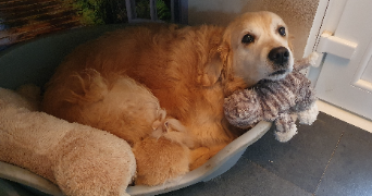 caroline pet sitter à HOUDEMONT 54180_0