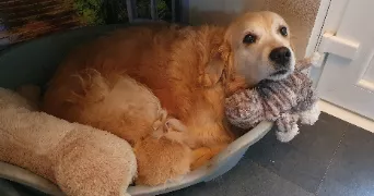 caroline pet sitter à HOUDEMONT 54180