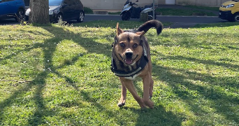 stéphanie  pet sitter à ST GERMAIN EN LAYE 78100_7