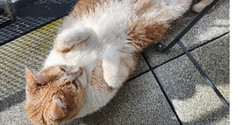 faustine pet sitter à REZE 44400_1