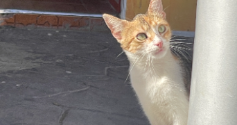 meryem cat sitter à MONTPELLIER 34000_0