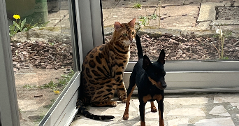 lise pet sitter à Auray 56400_7
