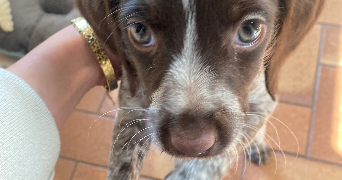 lucie pet sitter à ANGERS 49000_3