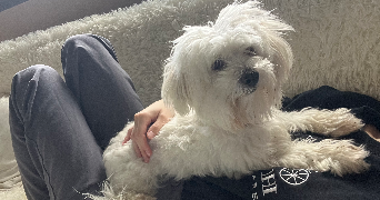 oceane pet sitter à SEVRIER 74320_23