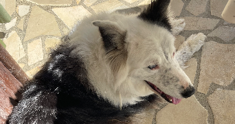 camille pet sitter à MERIGNAC 33700_4