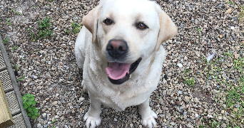 anne-lise pet sitter à CAMPBON 44750_4