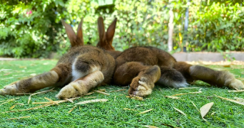 amandine pet sitter à BONREPOS SUR AUSSONNELLE 31470_3