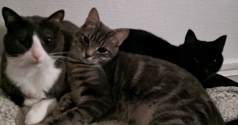elisa pet sitter à ROANNE 42300_0
