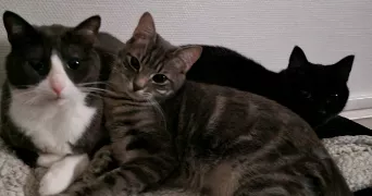 elisa pet sitter à ROANNE 42300