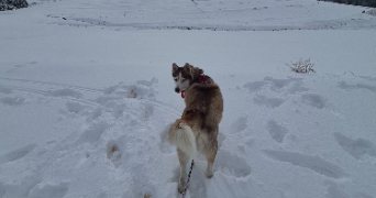 prescillia pet sitter à LALEVADE D ARDECHE 07380_1