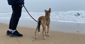 léa pet sitter à MONT DE MARSAN 40000_0