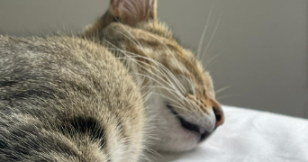 elizabeth pet sitter à MACHECOUL ST MEME 44270_2