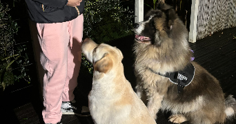 pierre pet sitter à LE MANS 72000_1